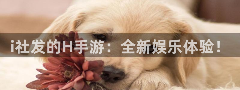 广州蓝狮网络科技有限公司电话：i社发的H手游：全新娱乐体验！
